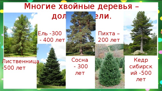 Многие хвойные деревья – долгожители. Пихта – Ель -300 200 лет  - 400 лет Сосна Кедр сибирский -500 лет  - 300 лет Лиственница -500 лет 