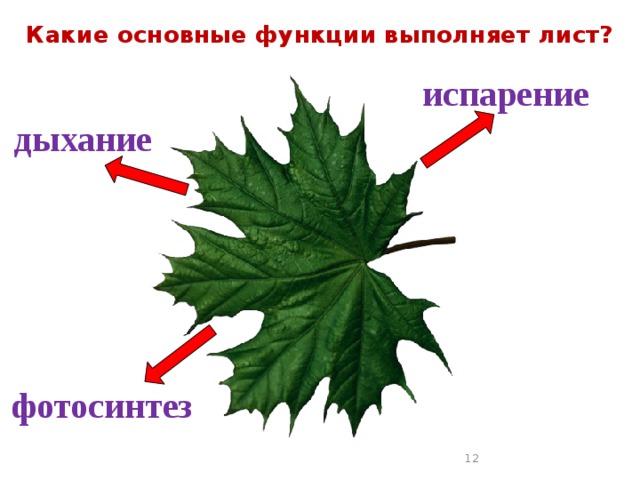 Какие основные функции выполняет лист?  испарение  дыхание фотосинтез   