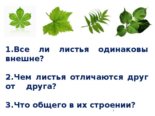     Все ли листья одинаковы внешне?  Чем листья отличаются друг от друга?  Что общего в их строении?     