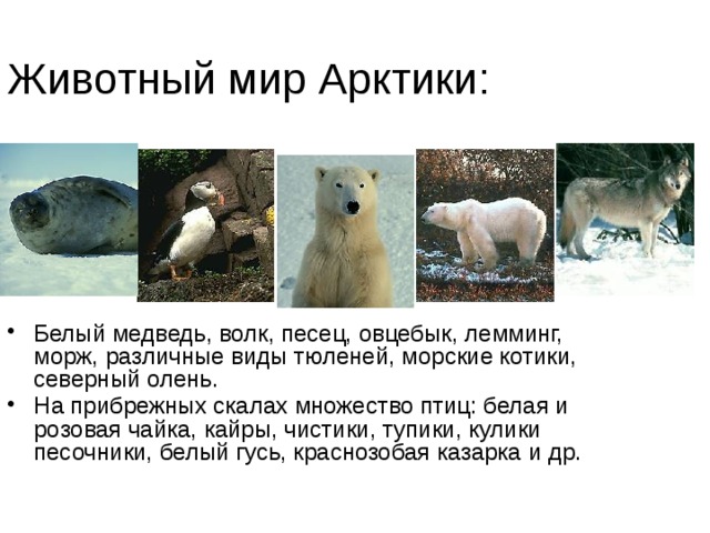 Животный мир Арктики: Белый медведь, волк, песец, овцебык, лемминг, морж, различные виды тюленей, морские котики, северный олень. На прибрежных скалах множество птиц: белая и розовая чайка, кайры, чистики, тупики, кулики песочники, белый гусь, краснозобая казарка и др. 