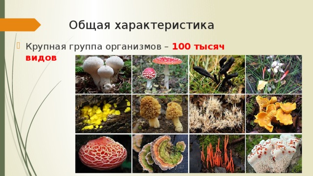 Общая характеристика Крупная группа организмов – 100 тысяч видов 