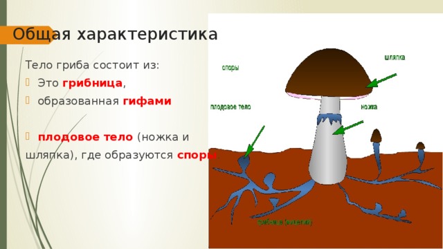 Общая характеристика Тело гриба состоит из: Это грибница , образованная гифами плодовое тело (ножка и шляпка), где образуются  споры . 