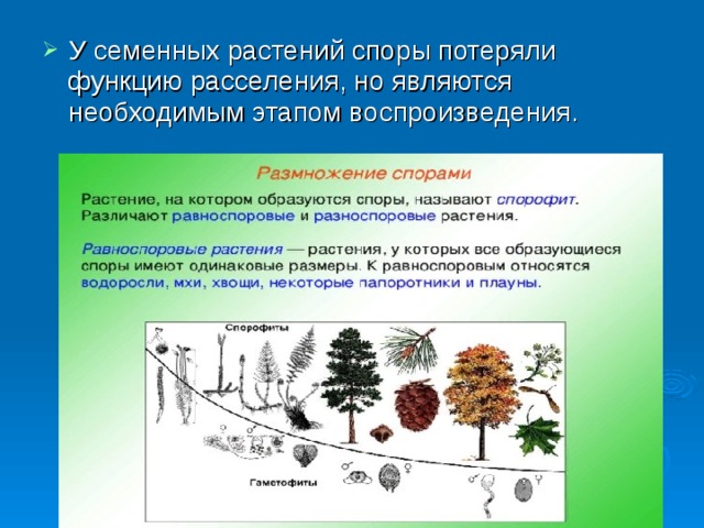 У семенных растений споры потеряли функцию расселения, но являются необходимым этапом воспроизведения. 