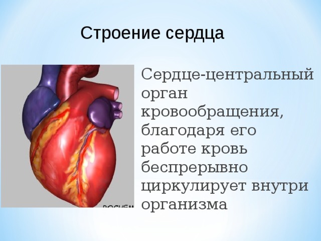 Органы кровообращения строение и работа