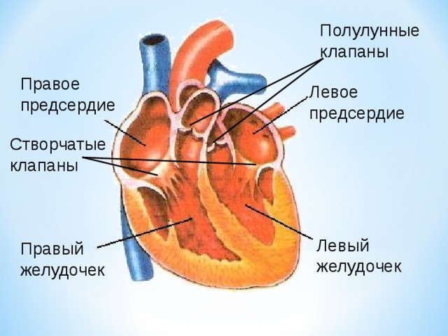 Клапаны сердца рисунок