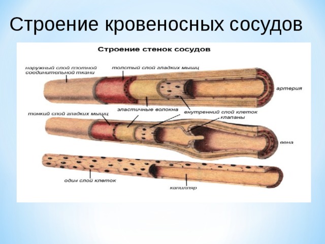 План строения кровеносных сосудов