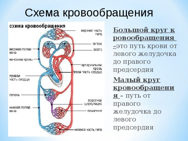 Какой орган находится под левым ребром спереди у человека фото у женщин