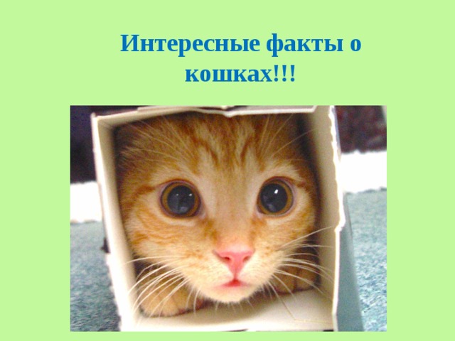 Интересные факты о кошках!!! 