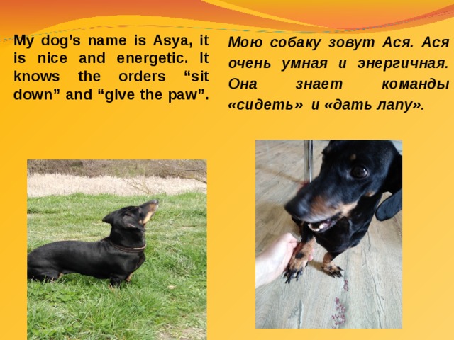 My dog’s name is Asya, it is nice and energetic. It knows the orders “sit down” and “give the paw”. Мою собаку зовут Ася. Ася очень умная и энергичная. Она знает команды «сидеть» и «дать лапу». 