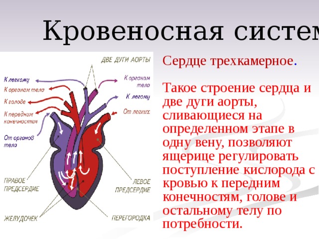 Кровеносная система Сердце трехкамерное . Такое строение сердца и две дуги аорты, сливающиеся на определенном этапе в одну вену, позволяют ящерице регулировать поступление кислорода с кровью к передним конечностям, голове и остальному телу по потребности. 