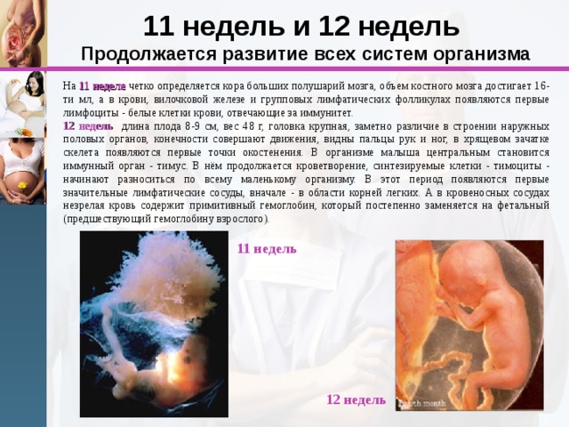 11 недель и 12 недель  Продолжается развитие всех систем организма На 11 неделе  четко определяется кора больших полушарий мозга, объем костного мозга достигает 16-ти мл, а в крови, вилочковой железе и групповых лимфатических фолликулах появляются первые лимфоциты - белые клетки крови, отвечающие за иммунитет. 12 недель  длина плода 8-9 см, вес 48 г, головка крупная, заметно различие в строении наружных половых органов, конечности совершают движения, видны пальцы рук и ног, в хрящевом зачатке скелета появляются первые точки окостенения. В организме малыша центральным становится иммунный орган - тимус. В нём продолжается кроветворение, синтезируемые клетки - тимоциты - начинают разноситься по всему маленькому организму. В этот период появляются первые значительные лимфатические сосуды, вначале - в области корней легких. А в кровеносных сосудах незрелая кровь содержит примитивный гемоглобин, который постепенно заменяется на фетальный (предшествующий гемоглобину взрослого). 11 недель 12 недель 