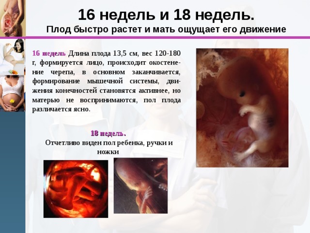 16 недель и 18 недель.  Плод быстро растет и мать ощущает его движение 16 недель Длина плода 13,5 см, вес 120-180 г, формируется лицо, происходит окостене-ние черепа, в основном заканчивается, формирование мышечной системы, дви-жения конечностей становятся активнее, но матерью не воспринимаются, пол плода различается ясно. 18 недель.  Отчетливо виден пол ребенка, ручки и ножки 