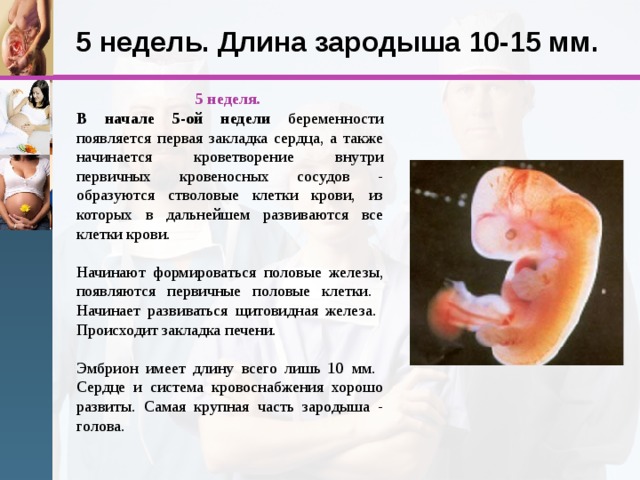 5 недель. Длина зародыша 10-15 мм. 5 неделя.  В начале 5-ой недели беременности появляется первая закладка сердца, а также начинается кроветворение внутри первичных кровеносных сосудов - образуются стволовые клетки крови, из которых в дальнейшем развиваются все клетки крови. Начинают формироваться половые железы, появляются первичные половые клетки.  Начинает развиваться щитовидная железа.  Происходит закладка печени. Эмбрион имеет длину всего лишь 10 мм.  Сердце и система кровоснабжения хорошо развиты. Самая крупная часть зародыша - голова. 