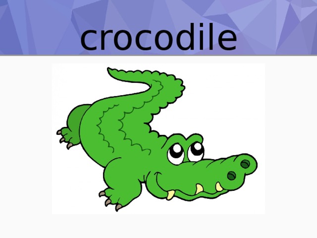 crocodile 