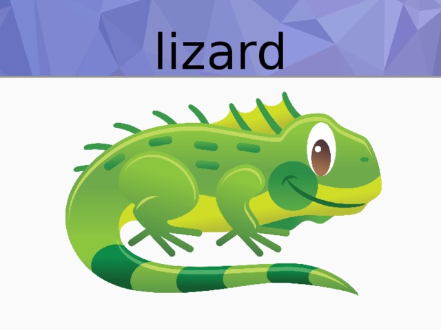 lizard 