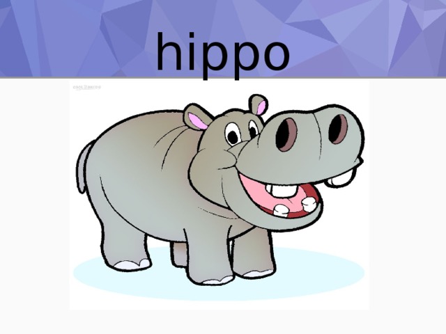 hippo 