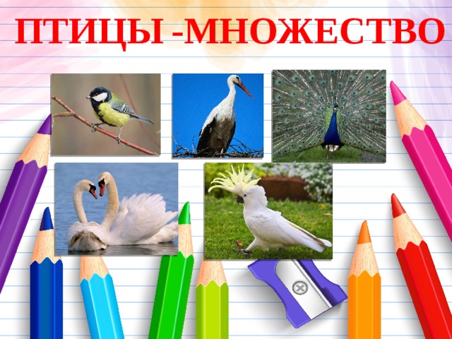 -МНОЖЕСТВО ПТИЦЫ 