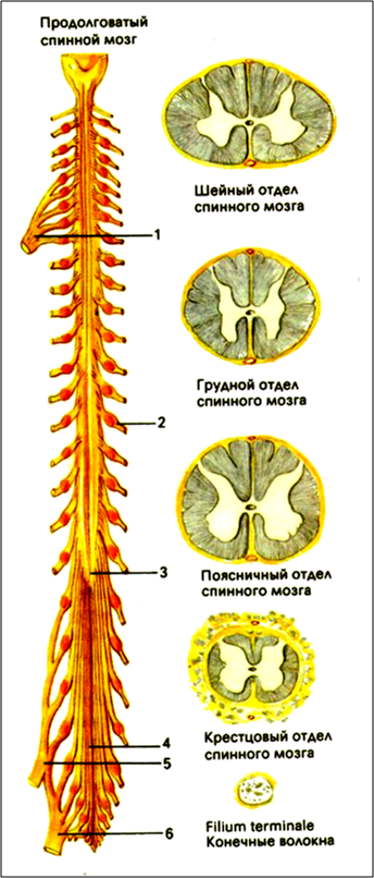 Спинной мозг у взрослого человека. Строение спинного мозга отделы. Шейный отдел спинного мозга строение. Строение спинного мозга анатомия с отделами. Топография спинного мозга анатомия.