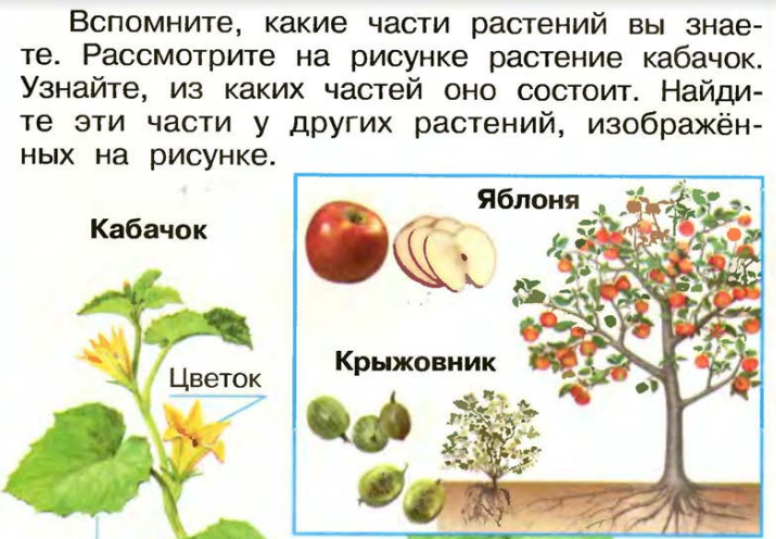 Рассмотрите изображение яблони и выполните задания какую функцию выполняет лист