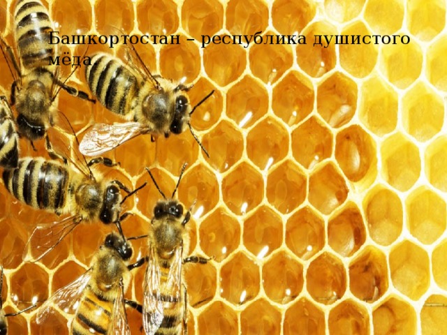 Башкортостан – республика душистого мёда. 