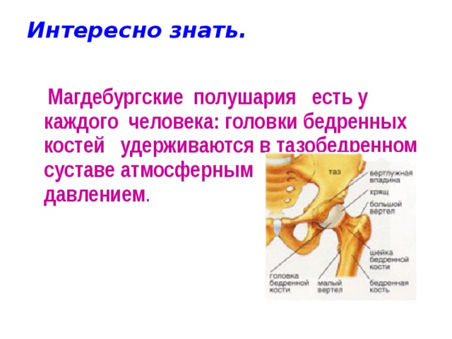Интересно знать.    Магдебургские полушария есть у каждого человека: головки бедренных костей удерживаются в тазобедренном суставе атмосферным давлением .  