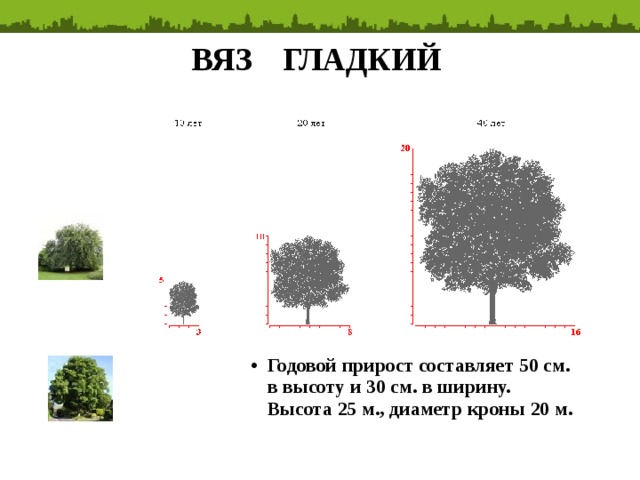 Годовой прирост. Вяз гладкий диаметр кроны. Вяз дерево диаметр кроны. Вяз обыкновенный диаметр кроны. Вяз мелколистный высота и диаметр кроны.