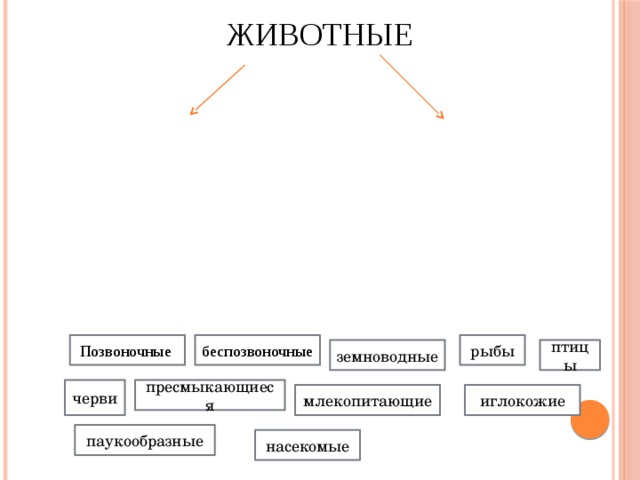 ЖИВОТНЫЕ Позвоночные беспозвоночные рыбы земноводные птицы черви пресмыкающиеся млекопитающие иглокожие паукообразные насекомые 