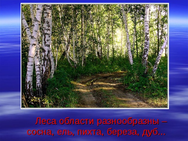  Леса области разнообразны – сосна, ель, пихта, береза, дуб.. . 