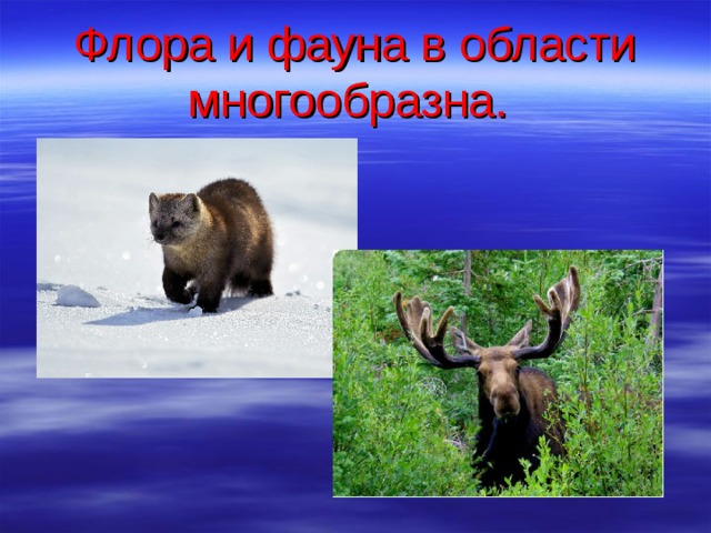 Флора и фауна в области многообразна.  