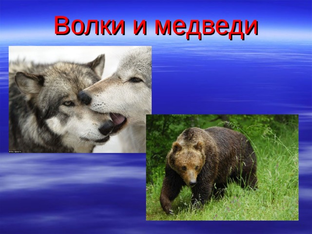 Волки и медведи 