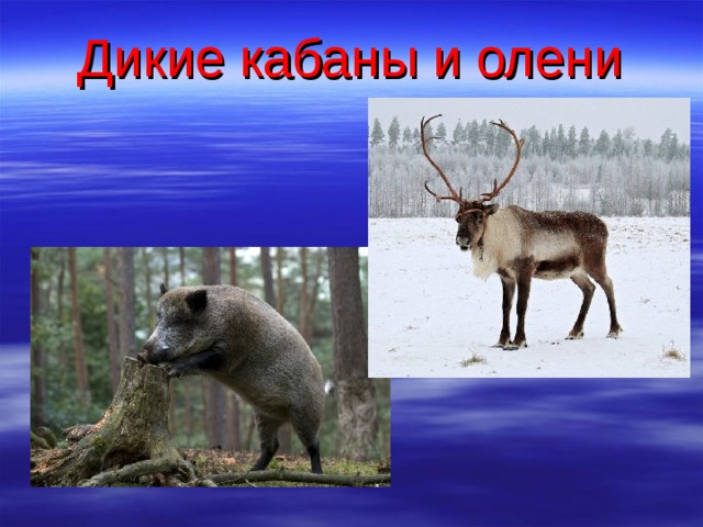 Дикие кабаны и олени 