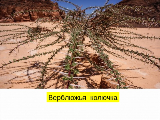 Верблюжья колючка 