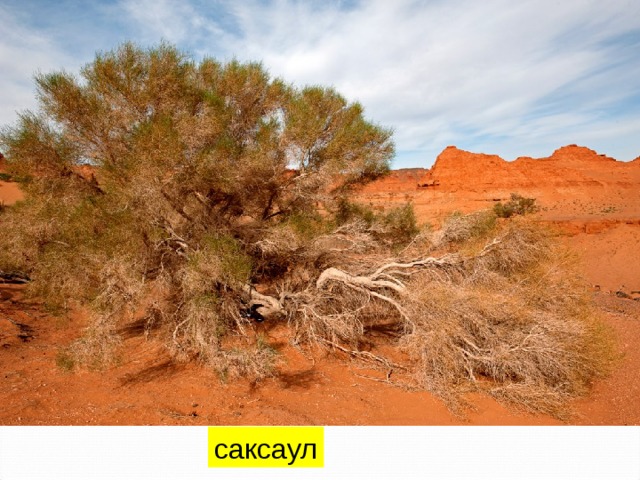 саксаул 