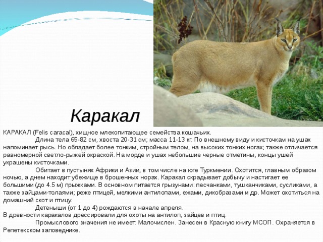 Каракал КАРАКАЛ (Felis caracal), хищное млекопитающее семейства кошачьих.  Длина тела 65-82 см, хвоста 20-31 см; масса 11-13 кг. По внешнему виду и кисточкам на ушах напоминает рысь. Но обладает более тонким, стройным телом, на высоких тонких ногах; также отличается равномерной светло-рыжей окраской. На морде и ушах небольшие черные отметины, концы ушей украшены кисточками.  Обитает в пустынях Африки и Азии, в том числе на юге Туркмении. Охотится, главным образом ночью, а днем находит убежище в брошенных норах. Каракал скрадывает добычу и настигает ее большими (до 4.5 м) прыжками. В основном питается грызунами: песчанками, тушканчиками, сусликами, а также зайцами-толаями; реже птицей, мелкими антилопами, ежами, дикобразами и др. Может охотиться на домашний скот и птицу.  Детеныши (от 1 до 4) рождаются в начале апреля. В древности каракалов дрессировали для охоты на антилоп, зайцев и птиц.  Промыслового значения не имеет. Малочислен. Занесен в Красную книгу МСОП. Охраняется в Репетекском заповеднике. 