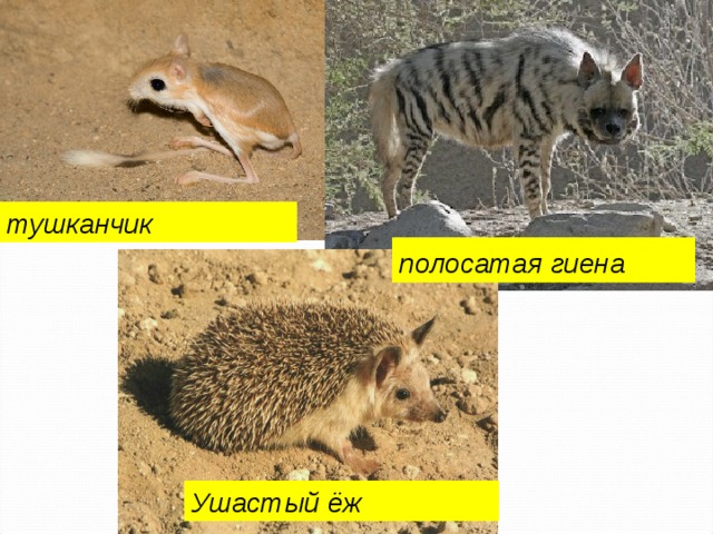 тушканчик полосатая гиена  Ушастый ёж 