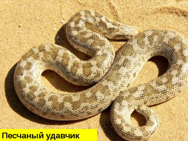 Песчаный удавчик 