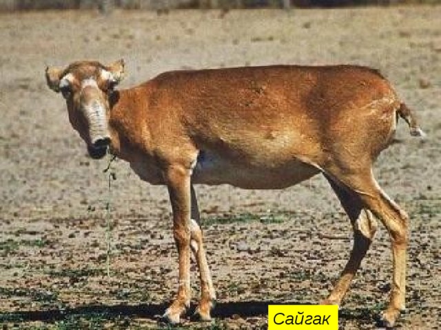 Сайгак 