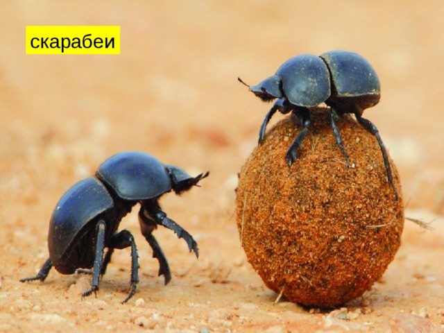 скарабеи 