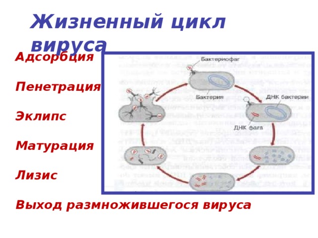 Схема жизненного цикла вируса схема