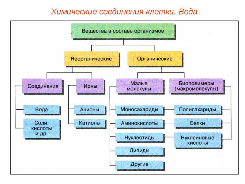 Практическое Занятие № 1 Химический Состав Живых Организмов. Общий.