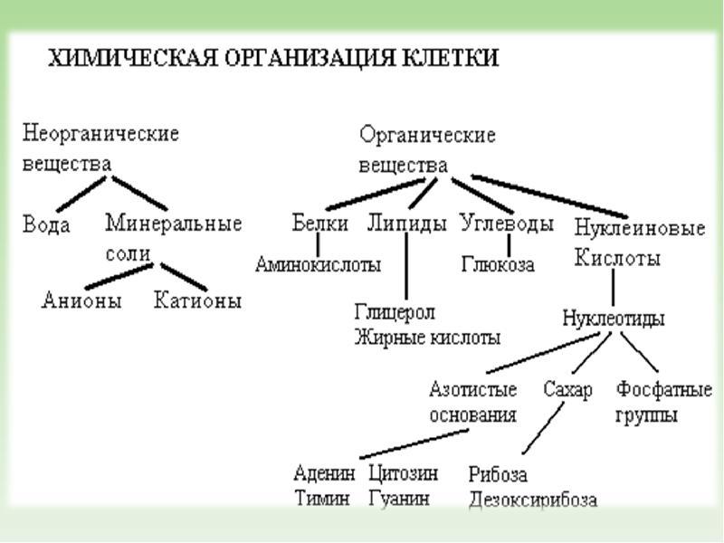 Химический состав клетки схема клетки