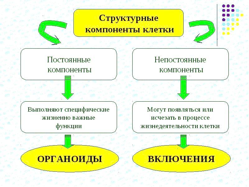 Общий план строения и процессы жизнедеятельности человека