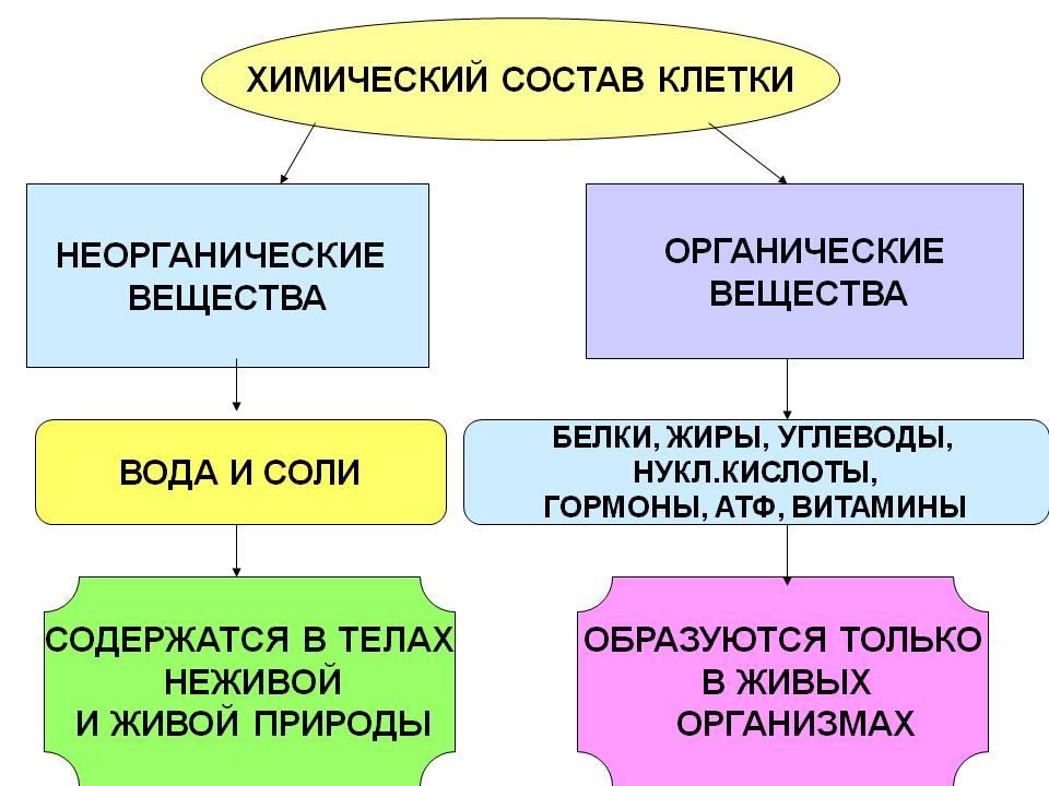 Химический состав клетки схема клетки