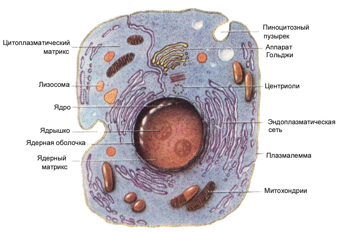 органоиды раст клетки таблица фото 96