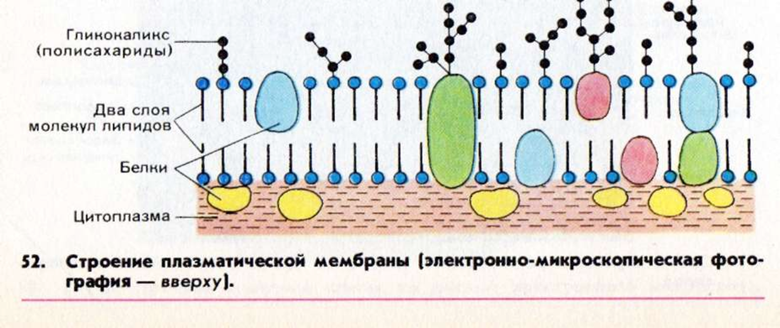 Строение плазматической мембраны клетки рисунок. Схема строения плазматической мембраны. Структура клеточной мембраны плазматическая мембрана. Строение плазматической мембраны гликокаликс. Мембраны клетки тест