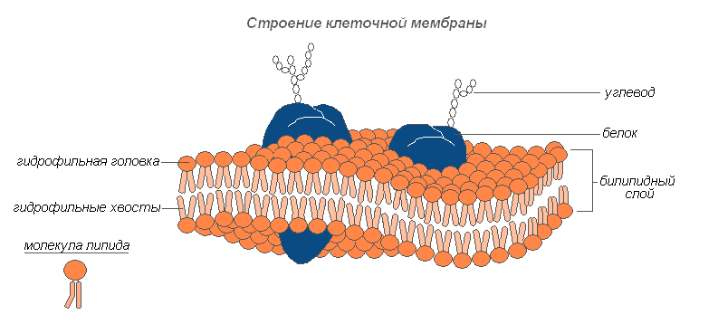 Рисунок мембраны. Наружная клеточная мембрана рисунок. Наружная цитоплазматическая мембрана рисунок. Структура наружной клеточной мембраны. Строение клеточной мембраны рисунок.