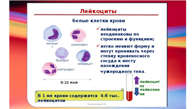 складками его внутренней оболочки, обеспечивает однонаправленный ток крови за счет перекрывания венозных и артериальных проходов Лейкоциты белые клетки крови лейкоциты неодинаковы по строению и функциям;  легко меняют форму и могут проникать через стенку кровеносного сосуда к месту нахождения чужеродного тела . моноцит эозинофил базофил лимфоцит нейтрофил лейкоцитоз 8-10 мкм лейкопения В 1 мл крови содержится 4-8 тыс. лейкоцитов Белоусова И.В.  