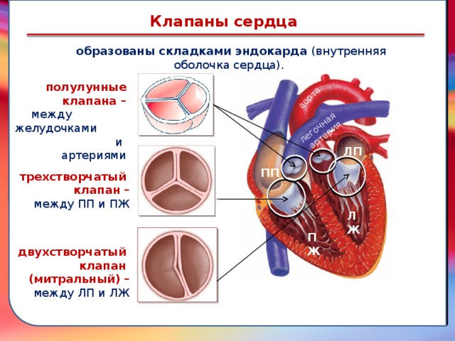 Клапан —, образованная складками его внутренней оболочки, обеспечивает однонаправленный ток крови за счет перекрывания венозных и артериальных проходов аорта легочная артерия Клапаны сердца образованы складками эндокарда (внутренняя оболочка сердца). полулунные клапана – между желудочками и артериями ЛП ПП трехстворчатый клапан – между ПП и ПЖ ЛЖ ПЖ двухстворчатый клапан (митральный) – между ЛП и ЛЖ  