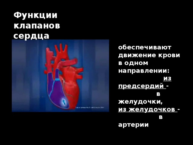 Функции клапанов сердца обеспечивают движение крови в одном направлении: из предсердий - в желудочки, из желудочков - в артерии 