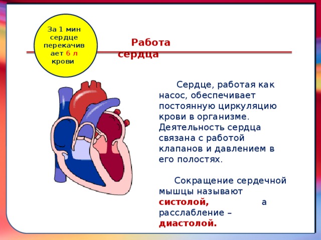 Клапан —, образованная складками его внутренней оболочки, обеспечивает однонаправленный ток крови за счет перекрывания венозных и артериальных проходов За 1 мин сердце перекачивает 6 л крови Работа сердца  Сердце, работая как насос, обеспечивает постоянную циркуляцию крови в организме.  Деятельность сердца связана с работой клапанов и давлением в его полостях. Сокращение сердечной мышцы называют систолой, а расслабление –  диастолой.   